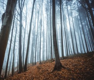 Preview wallpaper forest, fog, autumn, fallen leaves, trees