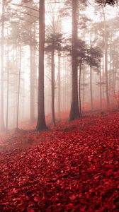 Preview wallpaper forest, fog, autumn, foliage, trees, switzerland