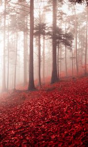 Preview wallpaper forest, fog, autumn, foliage, trees, switzerland