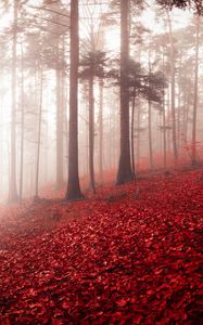 Preview wallpaper forest, fog, autumn, foliage, trees, switzerland