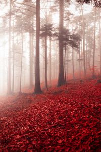 Preview wallpaper forest, fog, autumn, foliage, trees, switzerland