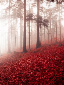 Preview wallpaper forest, fog, autumn, foliage, trees, switzerland