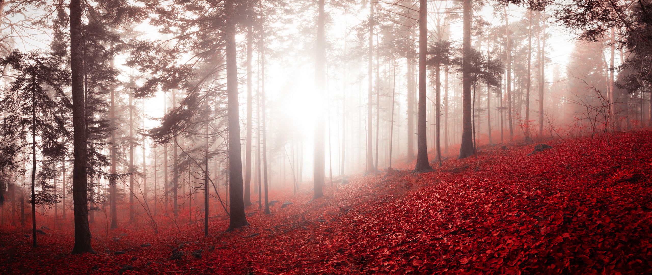 Download Wallpaper X Forest Fog Autumn Foliage Trees