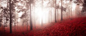 Preview wallpaper forest, fog, autumn, foliage, trees, switzerland