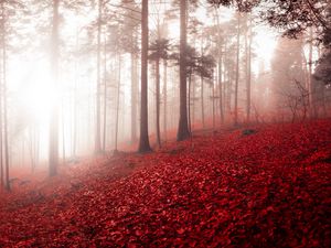 Preview wallpaper forest, fog, autumn, foliage, trees, switzerland