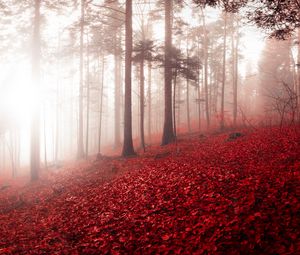 Preview wallpaper forest, fog, autumn, foliage, trees, switzerland