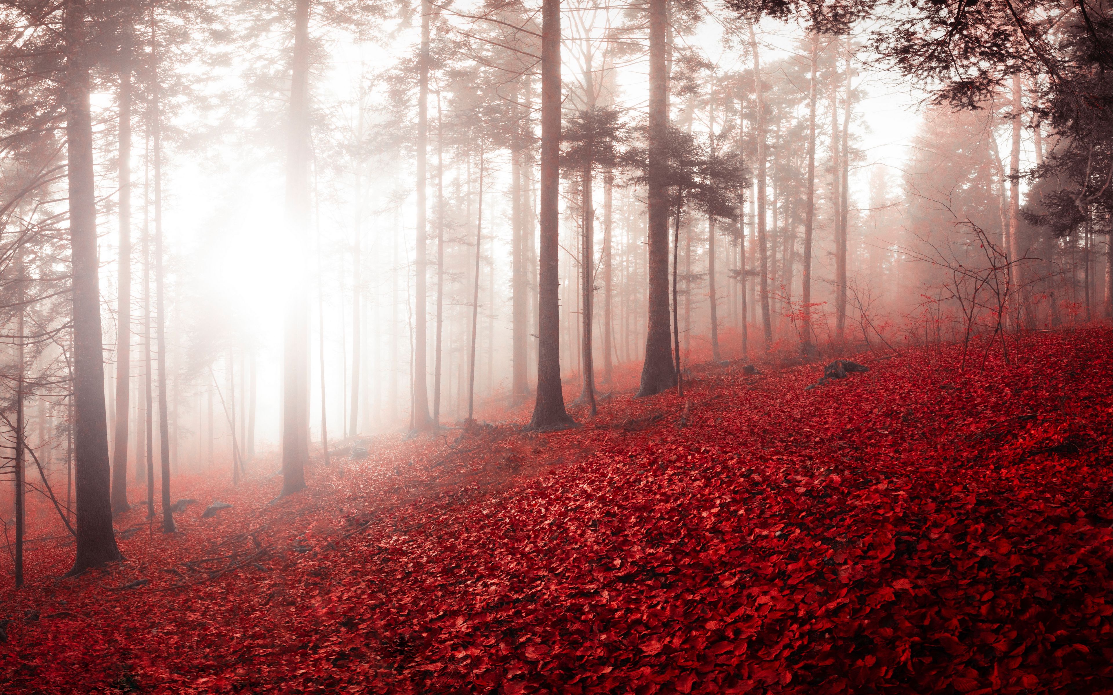 Download Wallpaper X Forest Fog Autumn Foliage Trees