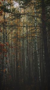Preview wallpaper forest, fog, autumn, trees, trunks, bark