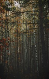 Preview wallpaper forest, fog, autumn, trees, trunks, bark