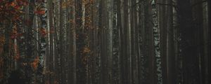 Preview wallpaper forest, fog, autumn, trees, trunks, bark