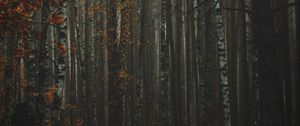 Preview wallpaper forest, fog, autumn, trees, trunks, bark