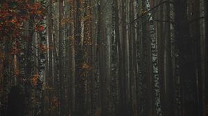 Preview wallpaper forest, fog, autumn, trees, trunks, bark