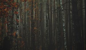 Preview wallpaper forest, fog, autumn, trees, trunks, bark