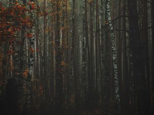 Preview wallpaper forest, fog, autumn, trees, trunks, bark