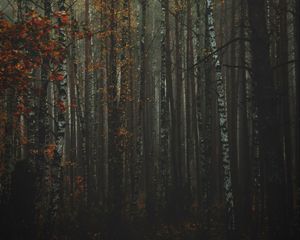 Preview wallpaper forest, fog, autumn, trees, trunks, bark
