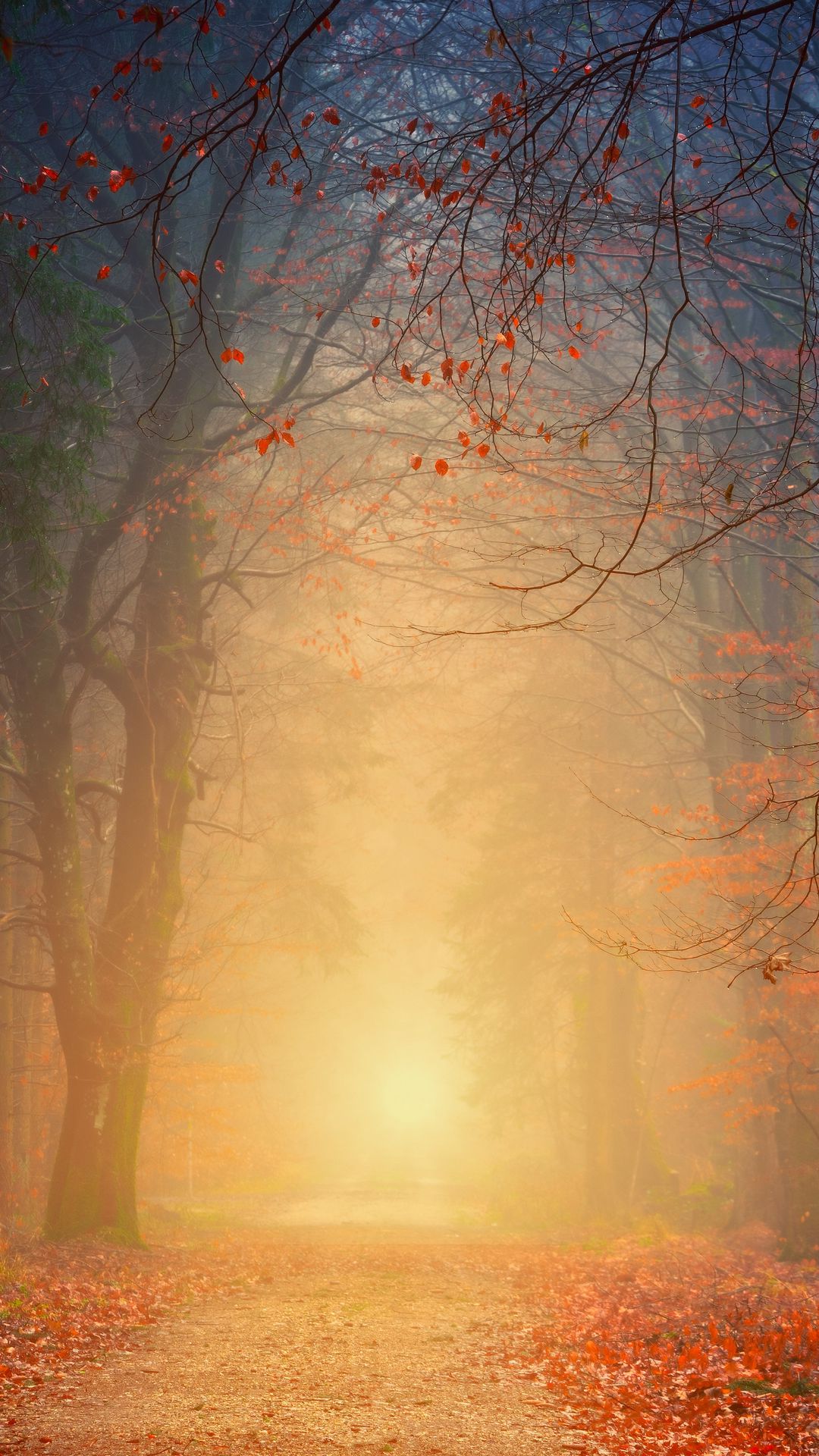 Download wallpaper 1080x1920 forest, fog, autumn, trees, foliage ...