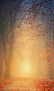 Preview wallpaper forest, fog, autumn, trees, foliage