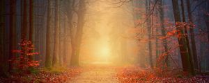 Preview wallpaper forest, fog, autumn, trees, foliage