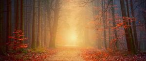 Preview wallpaper forest, fog, autumn, trees, foliage
