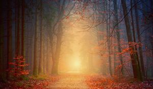 Preview wallpaper forest, fog, autumn, trees, foliage