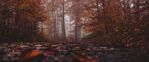 Preview wallpaper forest, fog, autumn, nature