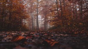 Preview wallpaper forest, fog, autumn, nature