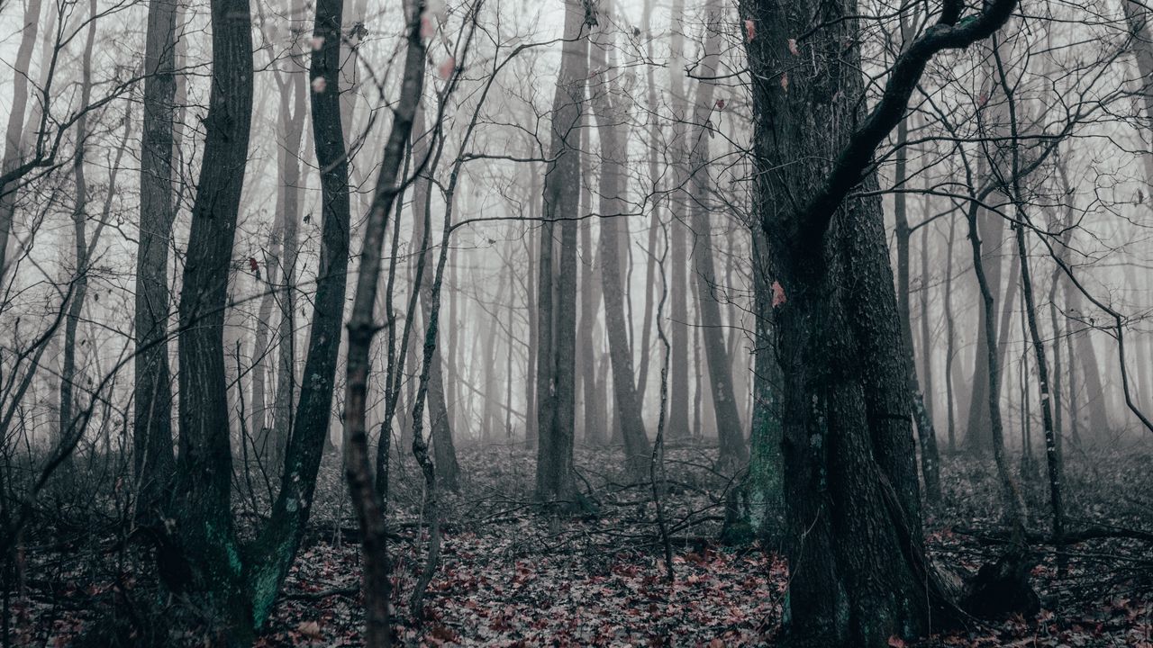 Wallpaper forest, fog, autumn, trees