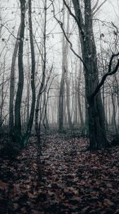 Preview wallpaper forest, fog, autumn, trees