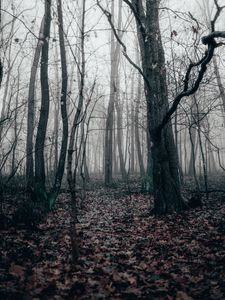 Preview wallpaper forest, fog, autumn, trees
