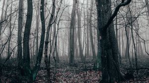 Preview wallpaper forest, fog, autumn, trees