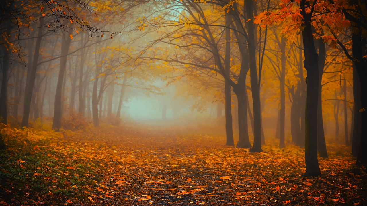 Wallpaper forest, fog, autumn, foliage