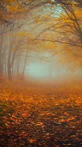 Preview wallpaper forest, fog, autumn, foliage