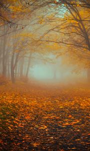 Preview wallpaper forest, fog, autumn, foliage