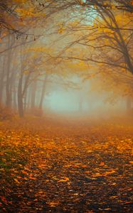Preview wallpaper forest, fog, autumn, foliage