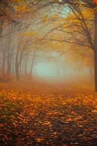 Preview wallpaper forest, fog, autumn, foliage