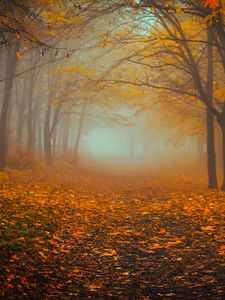 Preview wallpaper forest, fog, autumn, foliage