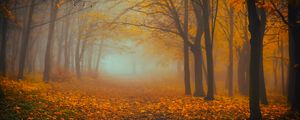 Preview wallpaper forest, fog, autumn, foliage