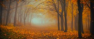 Preview wallpaper forest, fog, autumn, foliage