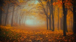 Preview wallpaper forest, fog, autumn, foliage