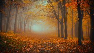Preview wallpaper forest, fog, autumn, foliage