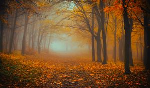 Preview wallpaper forest, fog, autumn, foliage