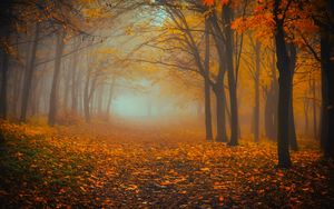 Preview wallpaper forest, fog, autumn, foliage