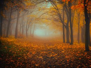 Preview wallpaper forest, fog, autumn, foliage