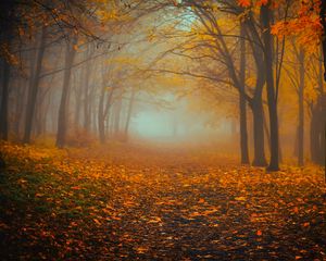 Preview wallpaper forest, fog, autumn, foliage