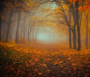 Preview wallpaper forest, fog, autumn, foliage