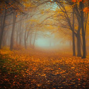 Preview wallpaper forest, fog, autumn, foliage