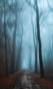 Preview wallpaper forest, fog, autumn, foliage, path