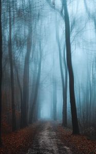 Preview wallpaper forest, fog, autumn, foliage, path