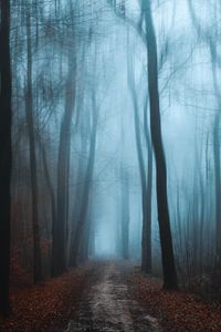 Preview wallpaper forest, fog, autumn, foliage, path