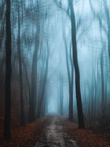 Preview wallpaper forest, fog, autumn, foliage, path